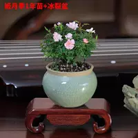 [Ji Yueye 1 год саженцев+ледовые трещины], посадка горшка с горшками