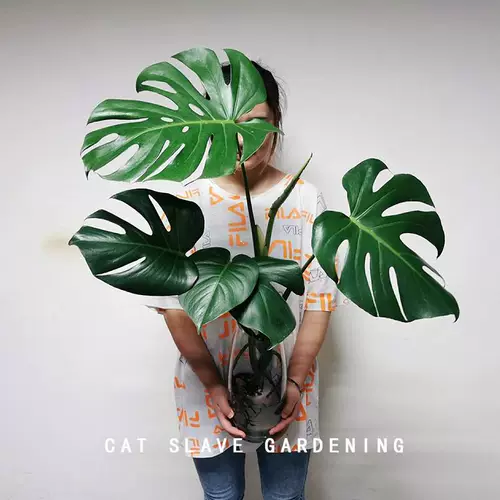 Черепаха бамбук горшок с горшками Большая грация черепаха бамбуковые растения Внутренняя гостиная скандинавская крупная гидропонная старая свайная черепаха назад бамбук