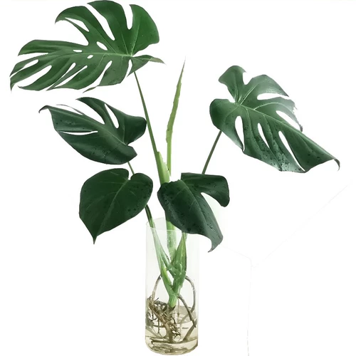 Черепаха бамбук горшок с горшками Большая грация черепаха бамбуковые растения Внутренняя гостиная скандинавская крупная гидропонная старая свайная черепаха назад бамбук