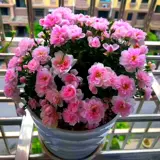 Интернет-знаменитость японская роза Химэ цветок в горшке мини Химэ Отомэ рассада цветы четыре сезона цветущая роза бонсай роза Химэ