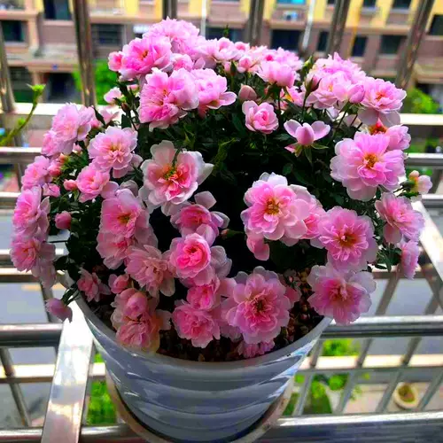 Интернет-знаменитость японская роза Химэ цветок в горшке мини Химэ Отомэ рассада цветы четыре сезона цветущая роза бонсай роза Химэ