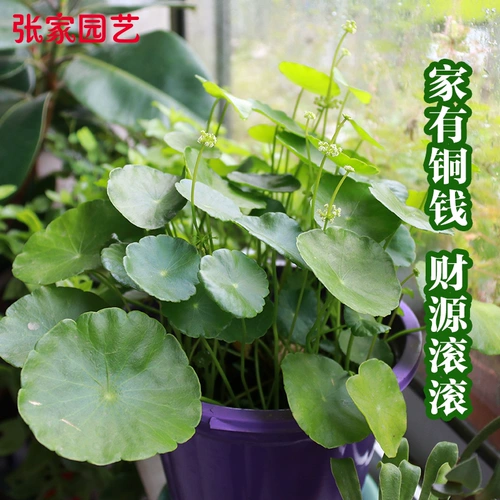 铜钱草植物盆栽室内水培植物土培花卉桌面盆景吸甲醛办公室绿植.