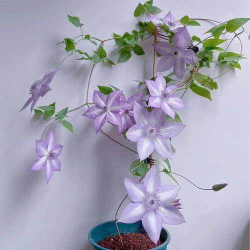 Железная линия Lotus utopia маленькие растения сажан