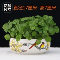 铜钱草+瓷盆（花鸟