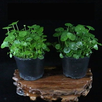 铜钱草含简易盆2份