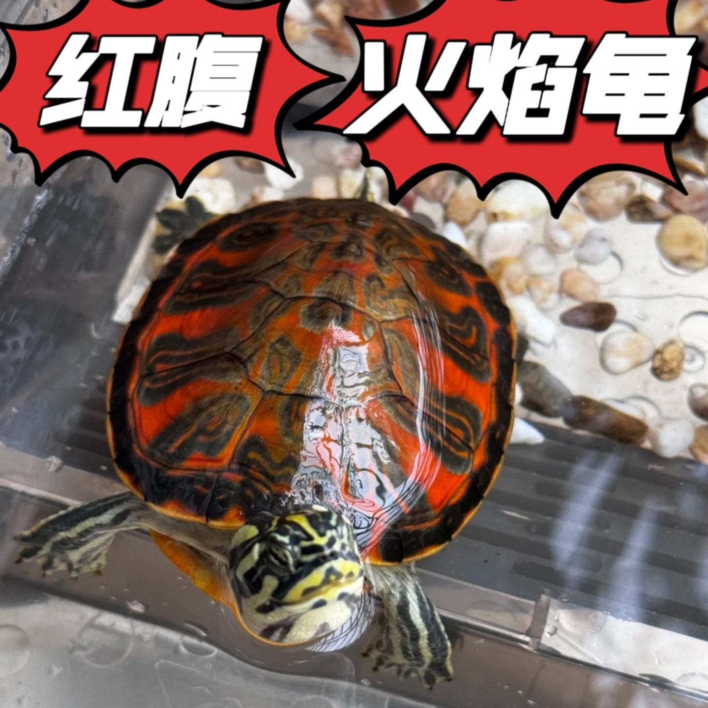 🔥深水火焰龟:招财小精灵,混养新宠儿!🔥-龟-淘宝好物网