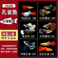 Premium Peacock 6 паров - пакет D