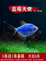 2-3 см черничного ангела 5, чтобы отправить 1 потерю потери