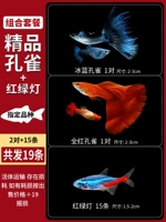 Бутик Peacock 2 пары+наборы красного и зеленого света (всего 19)