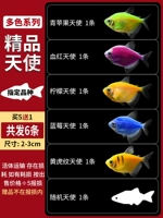 Красочные ангелы 5, чтобы отправить 1 потерю потери