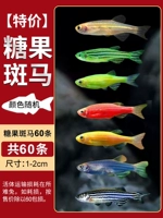 Специальное предложение Candy Zebra Package (всего 60)