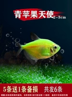 «Green Apple», 2-3см