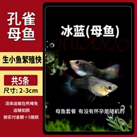 Ледяной синий [женская рыба] 5