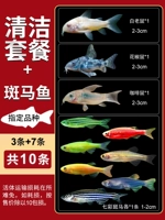 Красочная упаковка зебры+чистая рыба (всего 10)
