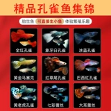 Павлиновая рыба беременная мать живая рыба цветок, наблюдая за рыбой, живая тропическая тропическая пресная вода, питательная живая рыба зебра