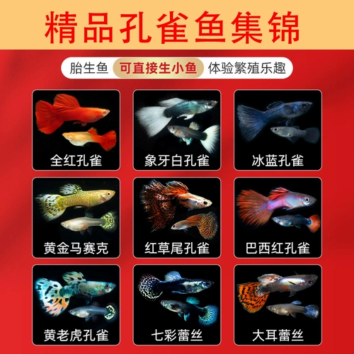 Павлиновая рыба беременная мать живая рыба цветок, наблюдая за рыбой, живая тропическая тропическая пресная вода, питательная живая рыба зебра