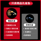 Павлиновая рыба беременная мать живая рыба цветок, наблюдая за рыбой, живая тропическая тропическая пресная вода, питательная живая рыба зебра