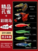 Зебра, павлин, 2 пары, 20 шт, 24 шт