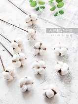 Net Red Iron Cotton Dly Handmade Bouquet Cotton Dry Flowers Single Branch Cotton Head Dried Flowers Branches Photo Props