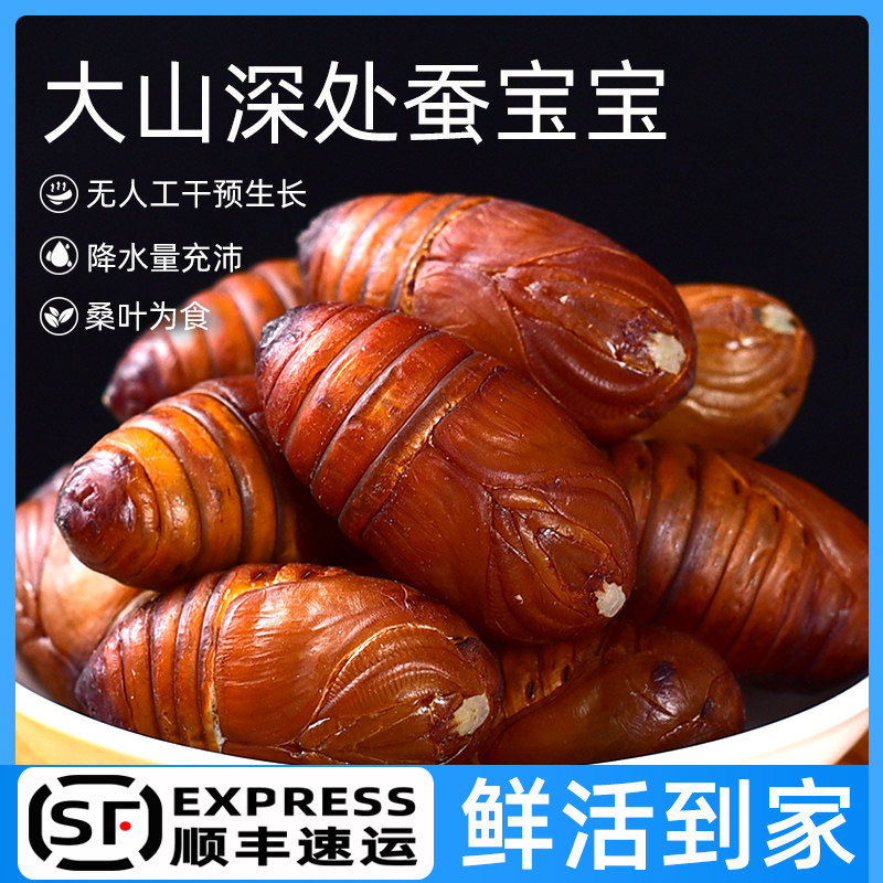 Rhubarb silkworm chrysalis 500 grams Dandong Kuandian northeast specialty tussah silkworm chrysalis fresh live silkworm chrysalis large cocoon chrysalis cicada chrysalis