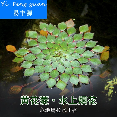 Ряска плавающие живые растения водный фейерверк желтый колтроп гватемальский водный сиреневый один бесплатная доставка