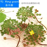 Ряска плавающие живые растения водный фейерверк желтый колтроп гватемальский водный сиреневый один бесплатная доставка