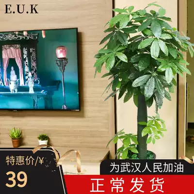 One-shot fortune tree potted plant Indoor large size lucky leaf viewing living room four seasons evergreen good breeding bonsai stump