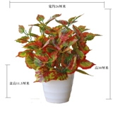 Моделирование зеленый ткацкий ткацкий ткац