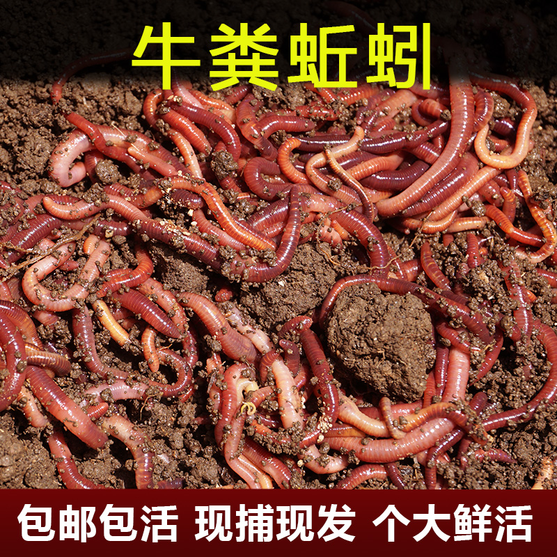 Fishing Bait Red Earthworms Live Bait Bull Manure Earthworms Live Fishing Bait Crucian Carp Yellow Bone Fish Horseradish