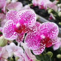 9. Леопардовое место