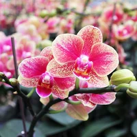 15. Золотой диск