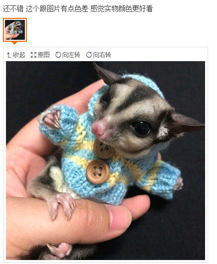 Hamster clothes cute hamster winter special small clothes flowers and squirrels clothes flowers and squirrels clothes photo props