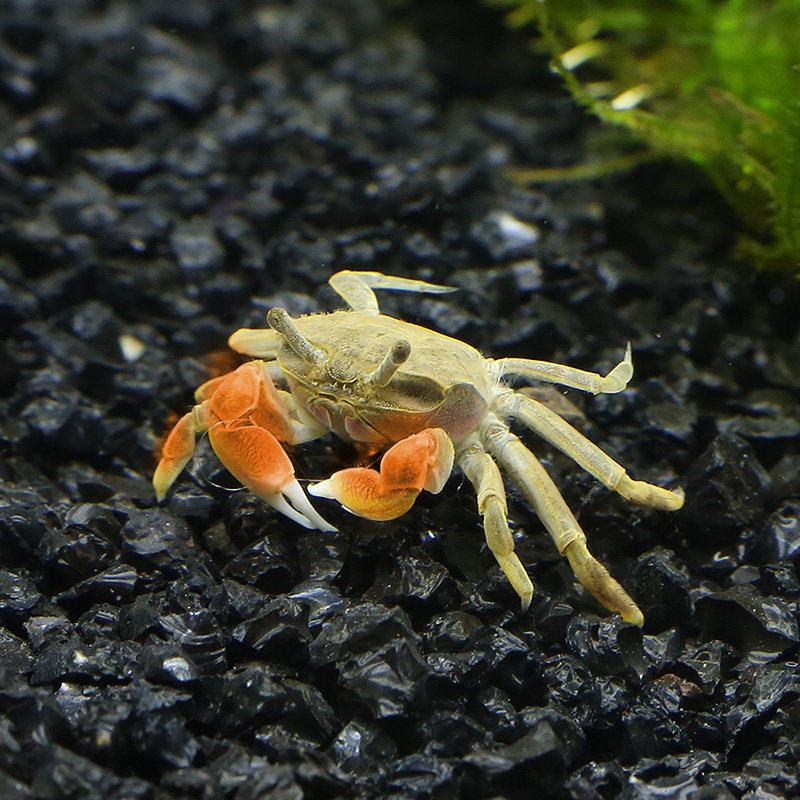 Watch Crab Freshwater Crab Pets Fresh Water Ornamental Crab Freshwater Small Crab Pets Ornamental Crab
