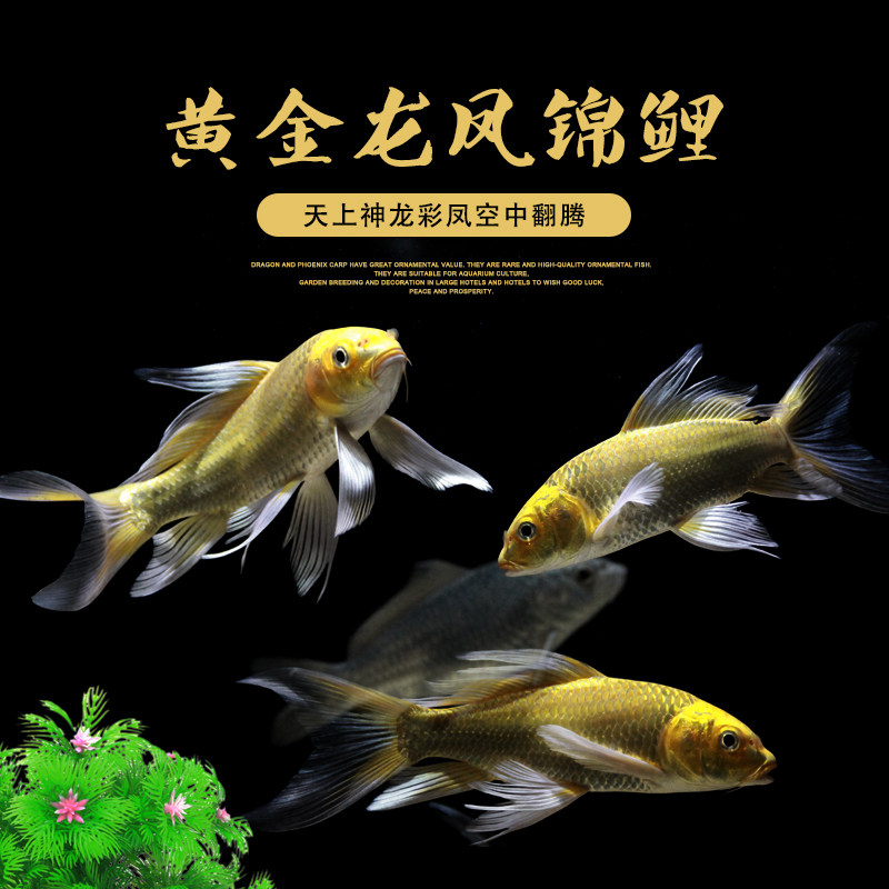 Golden Dragon Pinewood Carp Long Tail Gold Brocade Carp Golden Dragon Pinewood Carp Pure Breed Long Tail Noble Princess Dragon Phoenix