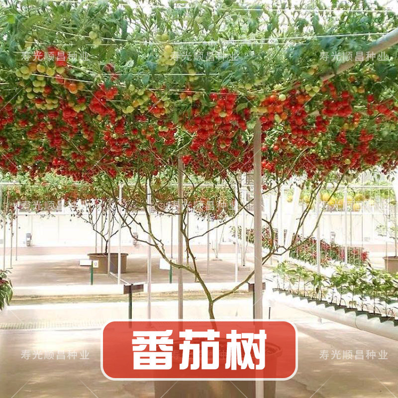 Four seasons sowing characteristics perennial growth tomato tree seeds fruit tree spring and autumn high yield garden field potting balcony