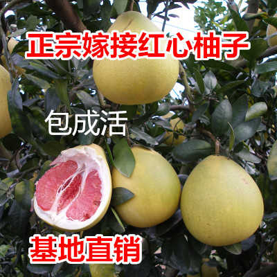 四季柚子树苗红心蜜柚三红蜜柚南北方种植盆栽地栽果树苗当年结果 四季柚子树苗红心蜜柚三红蜜柚南北方种植盆栽地栽果树苗当年结果