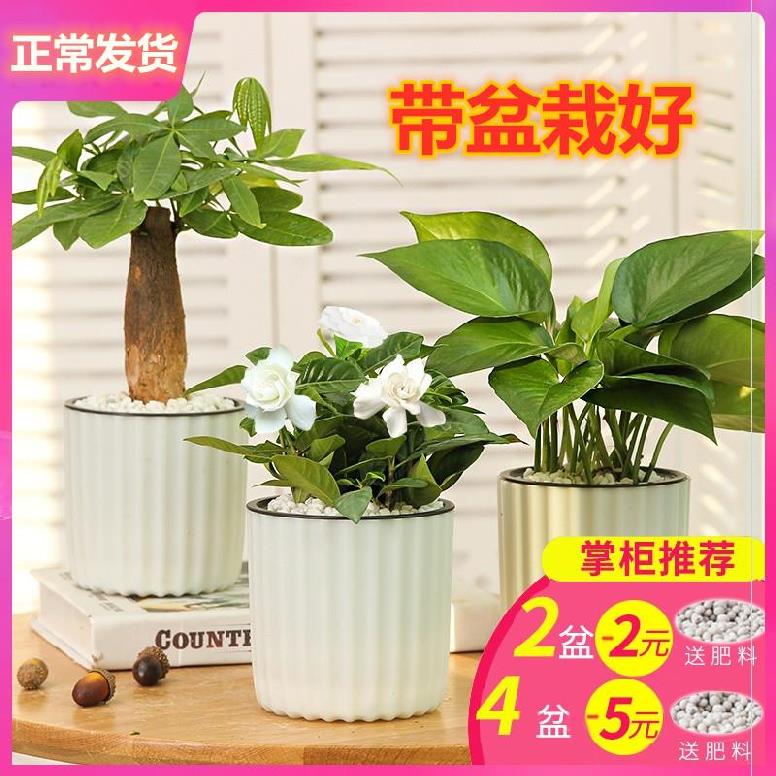 With flower pots Longevity Flower meme You small plant Potted plant Balcony Indoor Golden Ge Bonsai Hospitality tree Desktop Water Pink Rich Aroma
