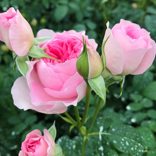 Четыре сезона розовые саженцы виноградные растения балкон балкон роза стена роза Большой цветочный садовый садовый виноградный растение цветы