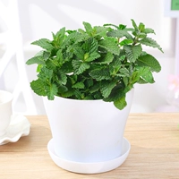 Мята [белый открытый таз]