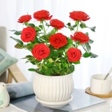 Розовые горшки в помещении цветы розовые саженцы, просмотр цветов с бутонами и цветами, которые легко выращивать круглый год.