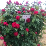 Четыре сезона розовые саженцы виноградные растения балкон балкон роза стена роза Большой цветочный садовый садовый виноградный растение цветы