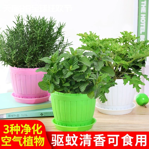 Мята розмариновый горшечный растения могут быть съедобными и очищенными воздушными зелеными растениями.