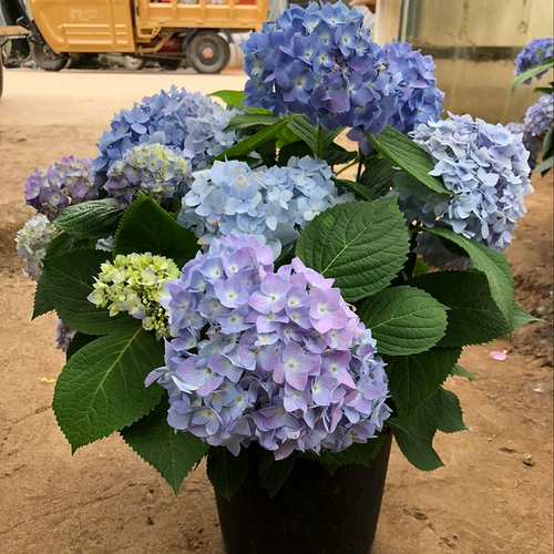 Cold 10 -Year -Sold Cule Big Flower Embos имели цветы и саженцы, бесконечные летние саженцы цветов гортензии, восемь бессмертных цветочных балконов