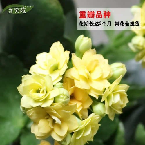 Цветочный горшок с цветочным цветом с цветами и цветами и цветами.