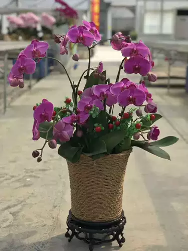 Рассады Phalaenopsis, в горшках с цветами, мечами, цветочными бутонами, большими саженцами орхидей