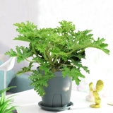 Мята розмариновый горшечный растения могут быть съедобными и очищенными воздушными зелеными растениями.