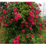 Живая комната саженцы саженцы солнце