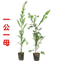 Отличная цена [40-70 см] один самец и одна самка.