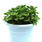 Натыкающие ароматические растения с ароматами ванильные сочные растения комар