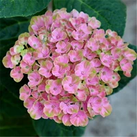 У девочки 10-летние саженцы в полном цвету (купи три, получи один в подарок)